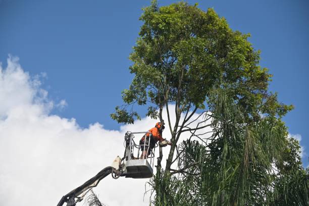 How Our Tree Care Process Works  in  Collingdale, PA